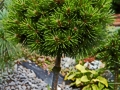 Pinus nigra Lesisko (Tomszak) IMG_0553 Sosna czarna